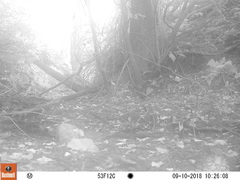 Hylocichla mustelina