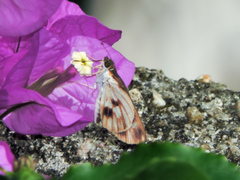 Vettius fantasos