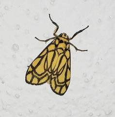 Cyme euprepioides