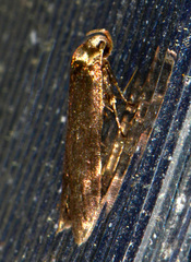 Holcocera immaculella