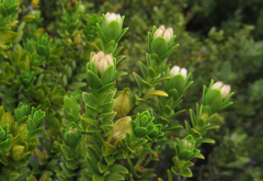 Pimelea buxifolia