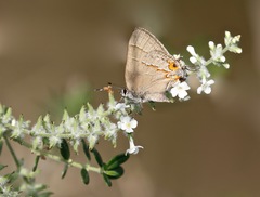 Electrostrymon guzanta