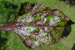 Cercosporiose (Cercospora beticola)