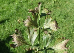 芹菜尾孢菌