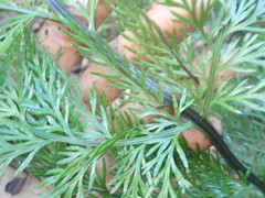 Asplenium × lucrosum