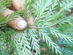 Asplenium × lucrosum