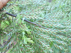 Asplenium × lucrosum