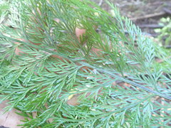 Asplenium × lucrosum
