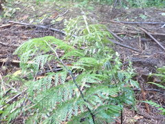 Asplenium × lucrosum