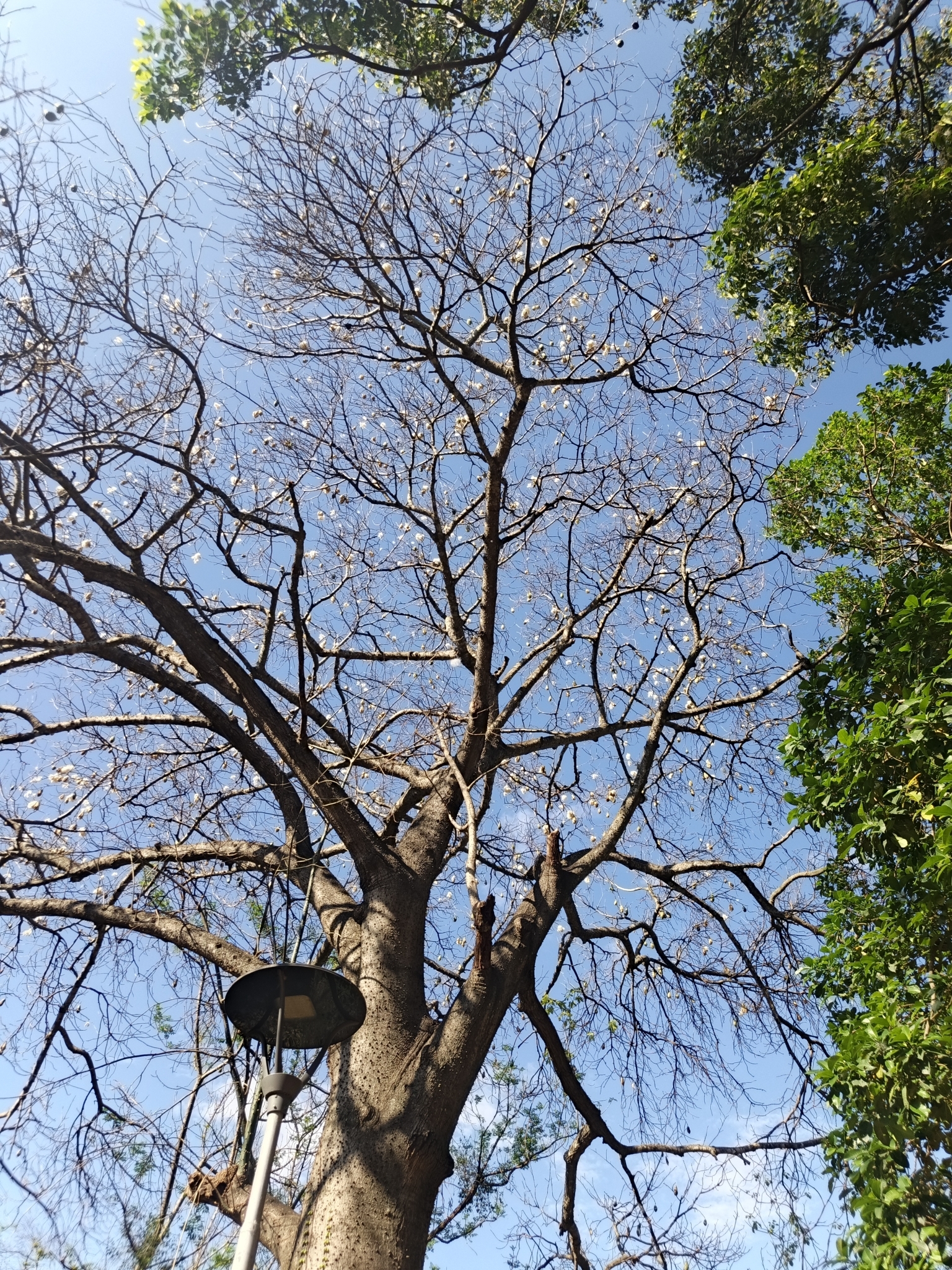 Ceiba camba