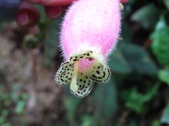 Kohleria affinis