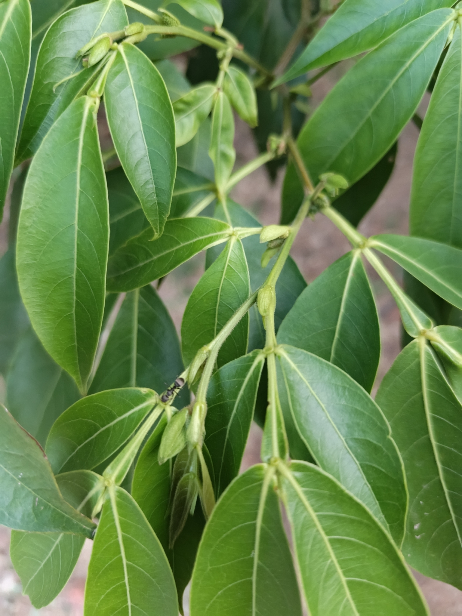 Sacky Sac Bean (Inga laurina)