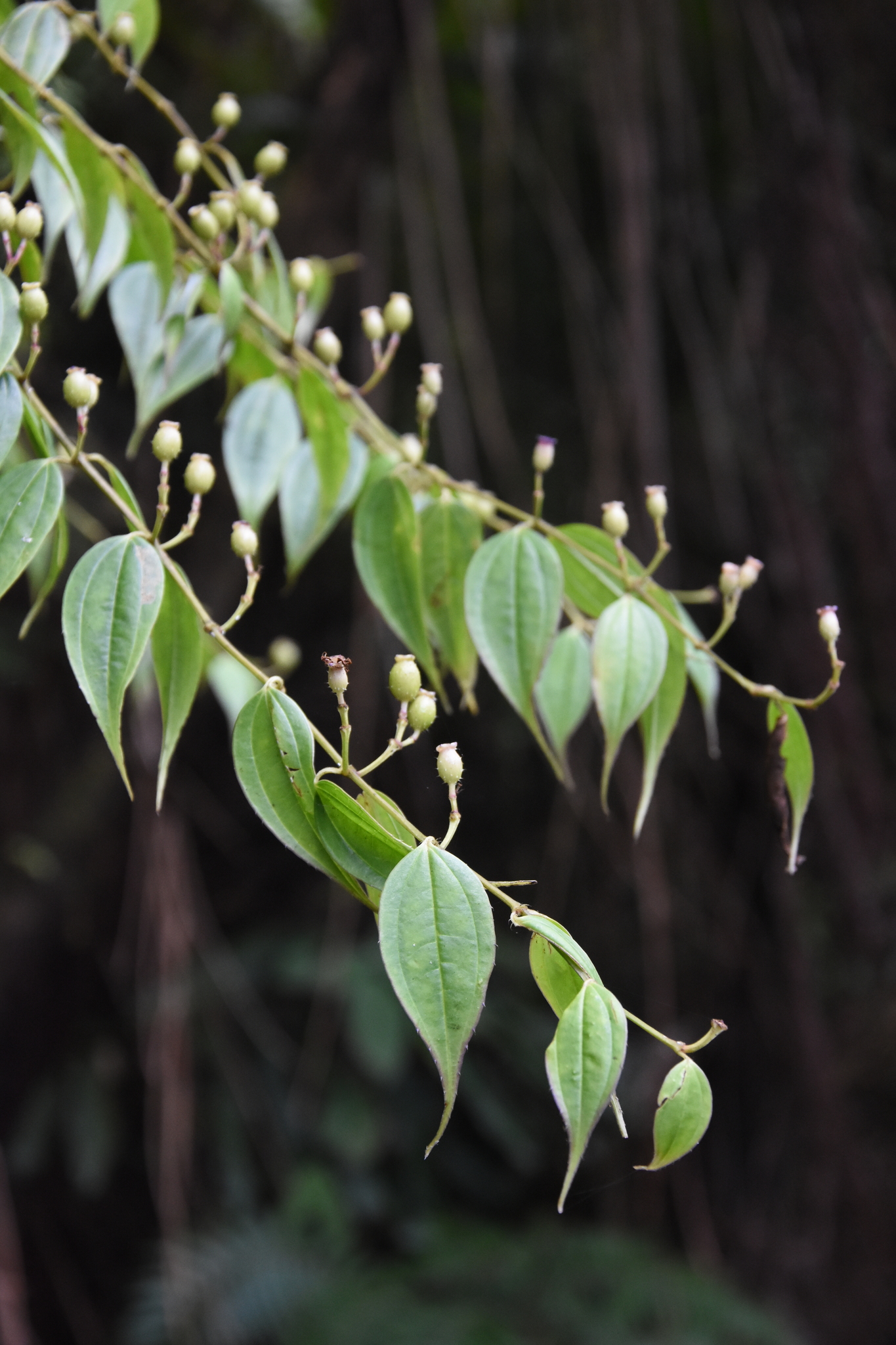 Pseudodissochaeta septentrionalis — ảnh 2