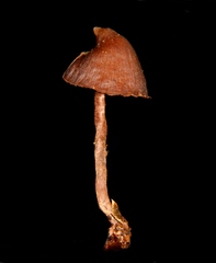 Psilocybe heimii