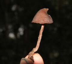 Psilocybe heimii