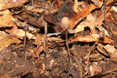 Psilocybe heimii