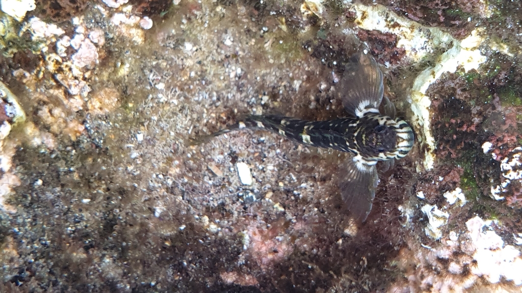 Textile blenny (Entomacrodus textilis) — Blenniidae