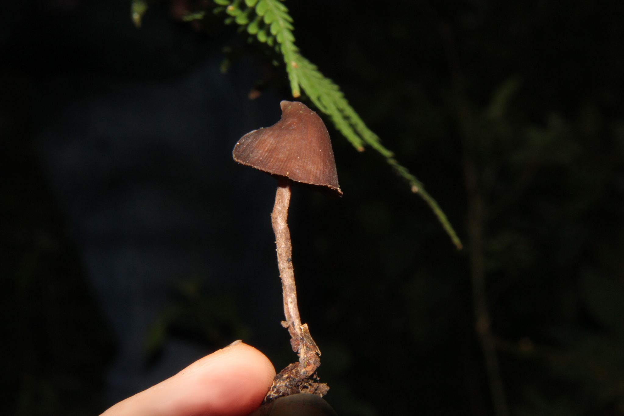 Psilocybe heimii image