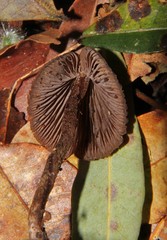 Psilocybe heimii
