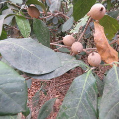 Atractocarpus sessilis