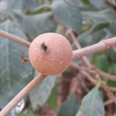 Atractocarpus sessilis