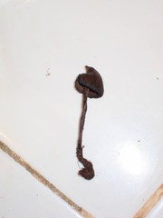 Psilocybe heimii
