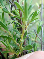 Kunzea amathicola