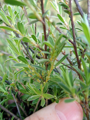Kunzea amathicola