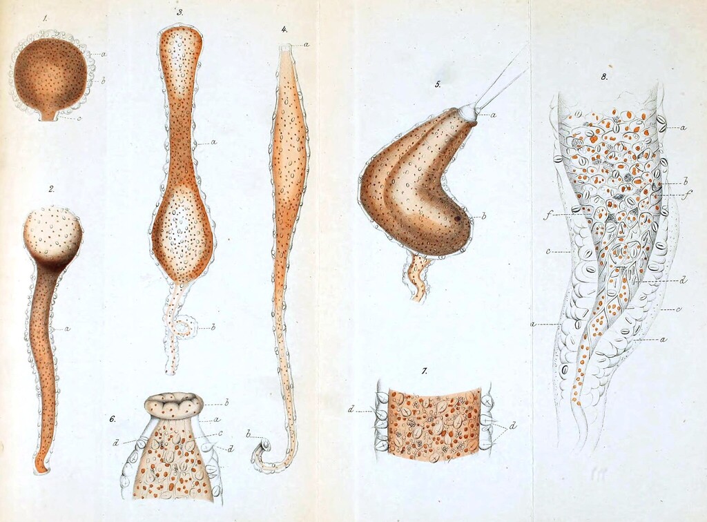 Protohydridae
