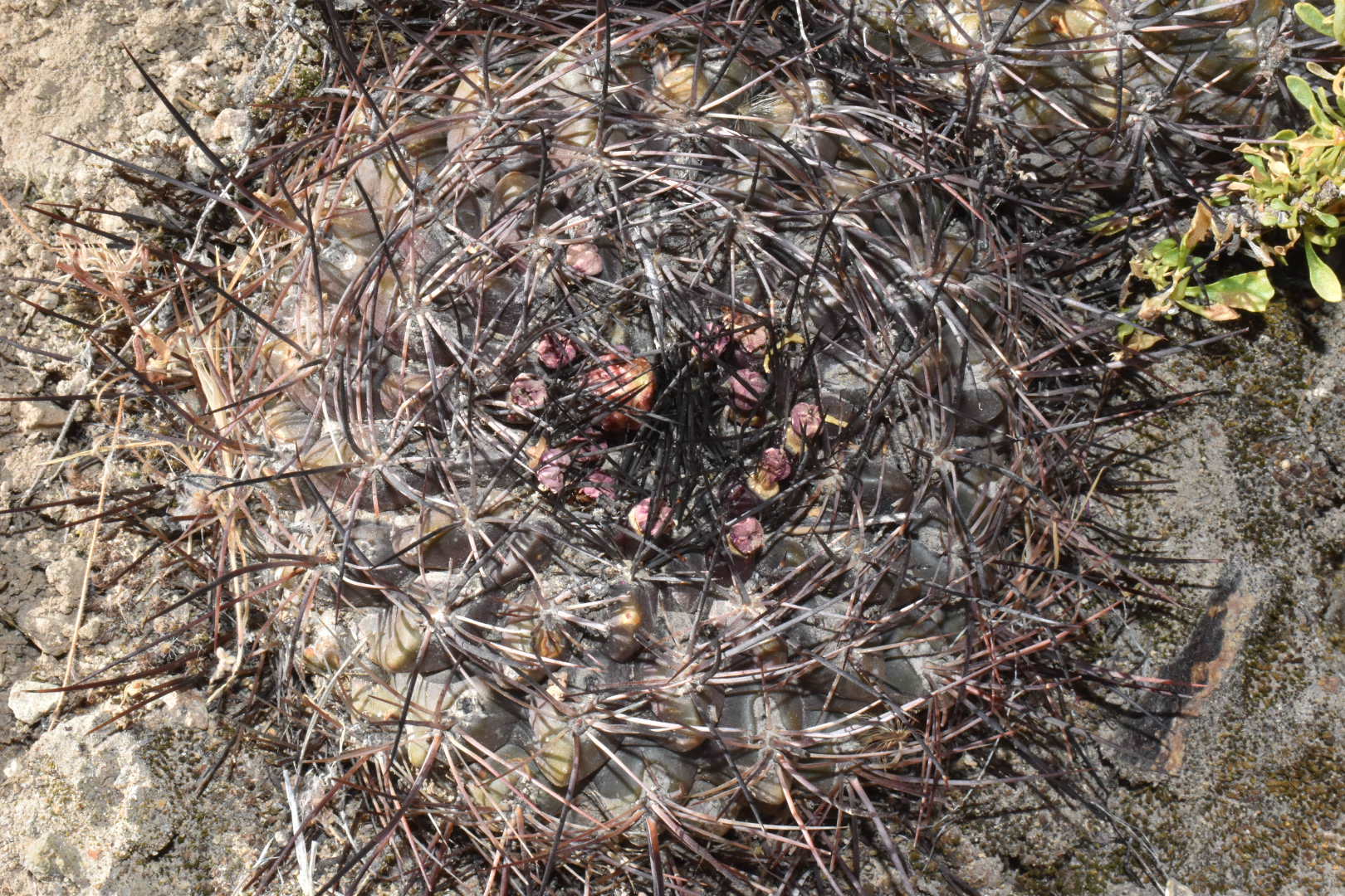 Neowerdermannia chilensis