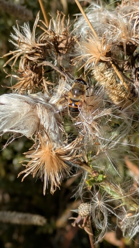 Unknown species found near Moran, WY 83013, USA