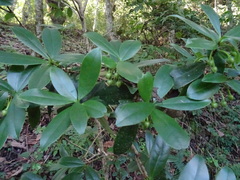 Ternstroemia