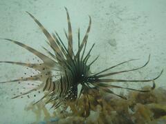 Lionfish