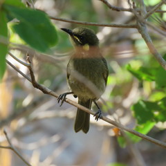 Meliphaga notata