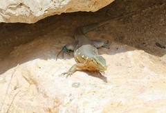 Cnemidophorus murinus