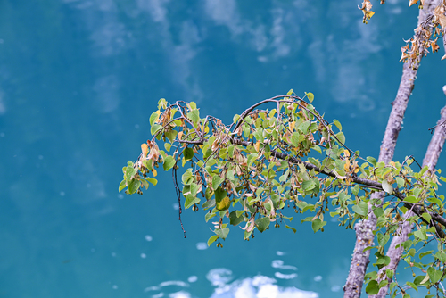 Tilia chinensis iNat (2)