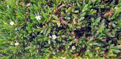 Wilsonia backhousei