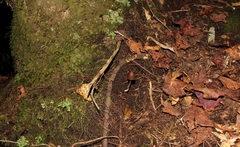Psilocybe neoxalapensis