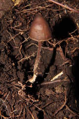 Psilocybe neoxalapensis