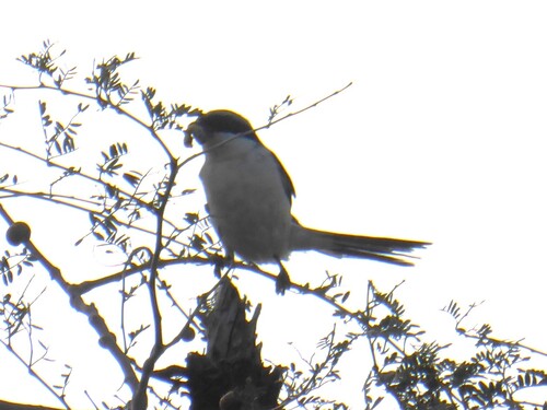 Lanius excubitor lahtora