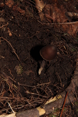 Psilocybe neoxalapensis