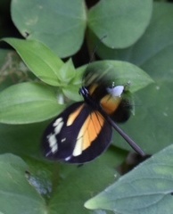 Dismorphia theucharila xanthone