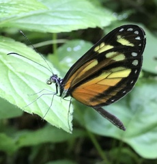 Dismorphia theucharila xanthone
