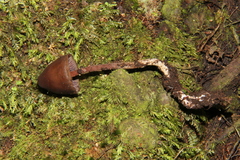 Psilocybe neoxalapensis