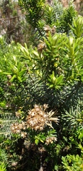 Ozothamnus turbinatus