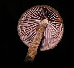 Psilocybe neoxalapensis