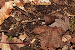 Psilocybe neoxalapensis