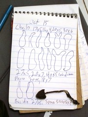 Psilocybe neoxalapensis