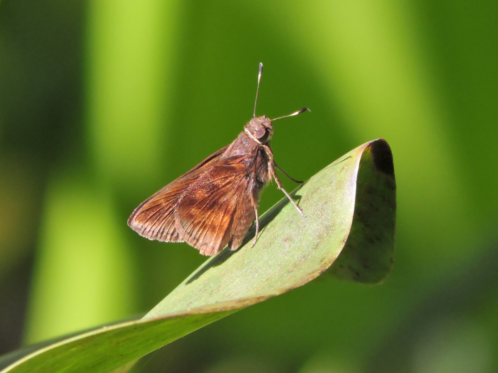 Cynea achirae