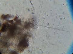 Psilocybe neoxalapensis